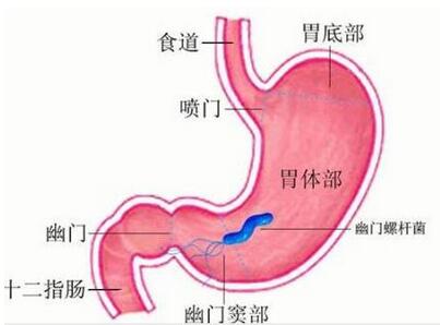 胃肠类